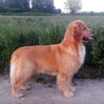 Galleria Golden Retriever Americano