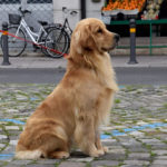 Galleria Golden Retriever Americano