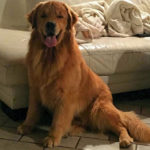 Galleria Golden Retriever Americano