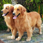 Galleria Golden Retriever Americano