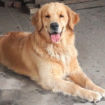 Galleria Golden Retriever Americano