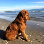 Galleria Golden Retriever Americano