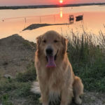 Galleria Golden Retriever Americano