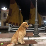 Galleria Golden Retriever Americano