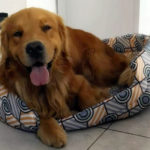 Galleria Golden Retriever Americano