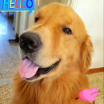 Galleria Golden Retriever Americano