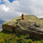 Galleria Golden Retriever Americano