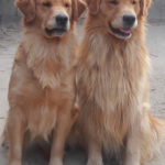 Galleria Golden Retriever Americano