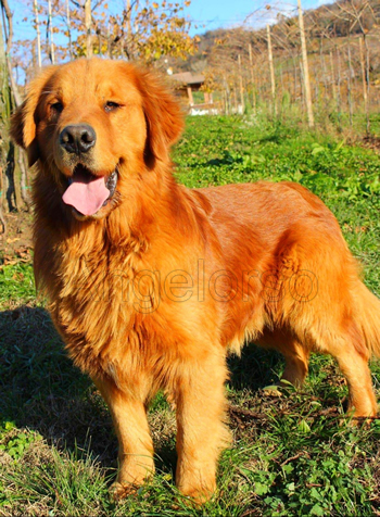 Colore Golden Retriever Americano