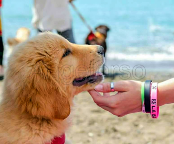 Cucciolo Golden Retriever Americano