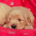 Cucciolo Golden Retriever Americano