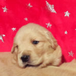 Cucciolo Golden Retriever Americano