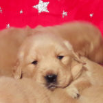 Cucciolo Golden Retriever Americano