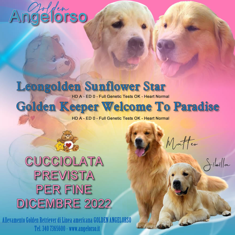 Nascita cuccioli Golden Retriever di Linea americana