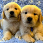 Cuccioli golden retriever americano