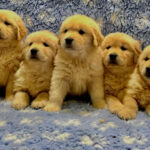 Cuccioli Golden Retriever Americano