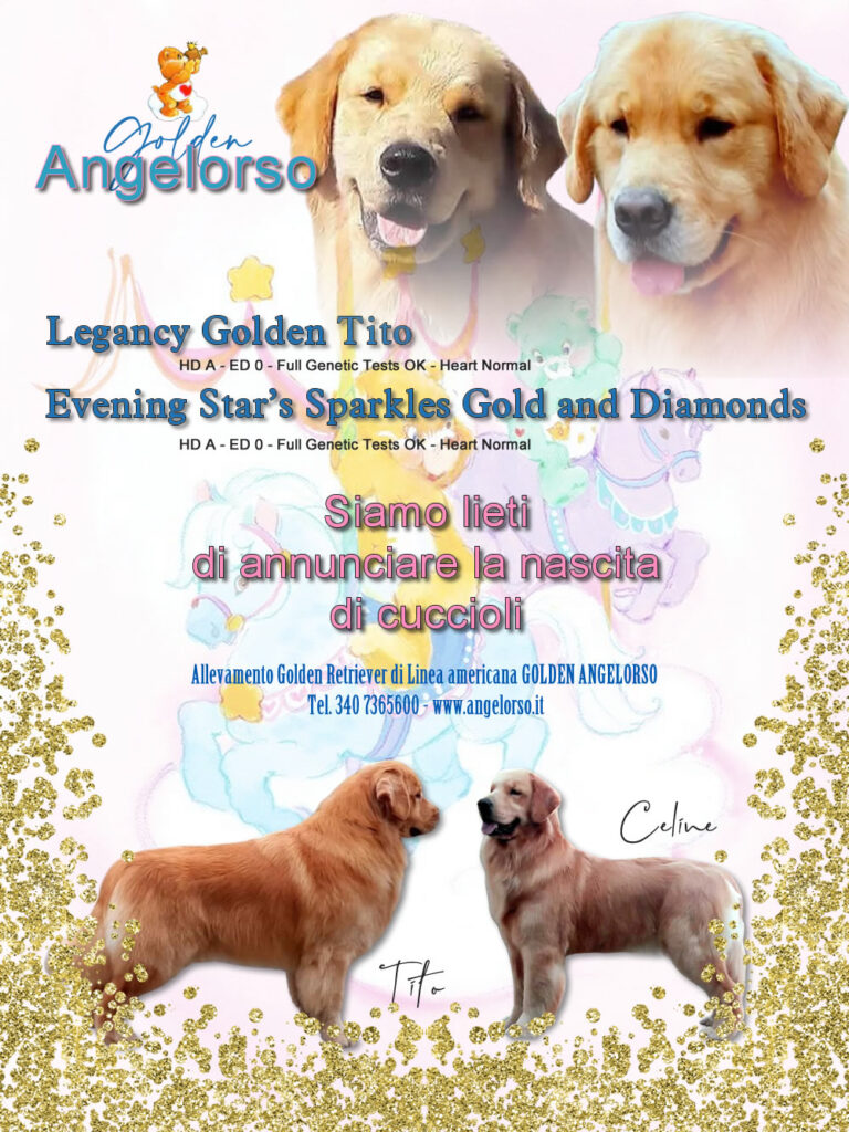 Nascita cuccioli Golden Retriever Americano