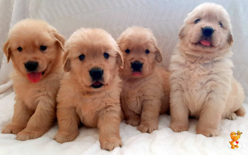 Cuccioli Golden Retriever di Linea americana - Luglio 2023