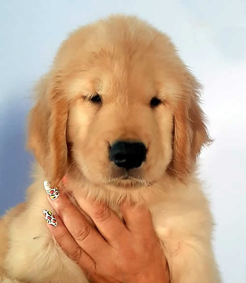Disponibilità cuccioli Golden Retriever di Linea Americana