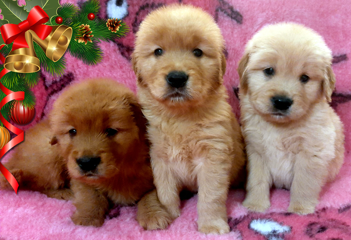 Cuccioli Golden Retriever di linea Americana Dicembre 2023