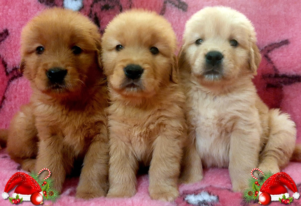 Cuccioli Golden Retriever di linea Americana Dicembre 2023