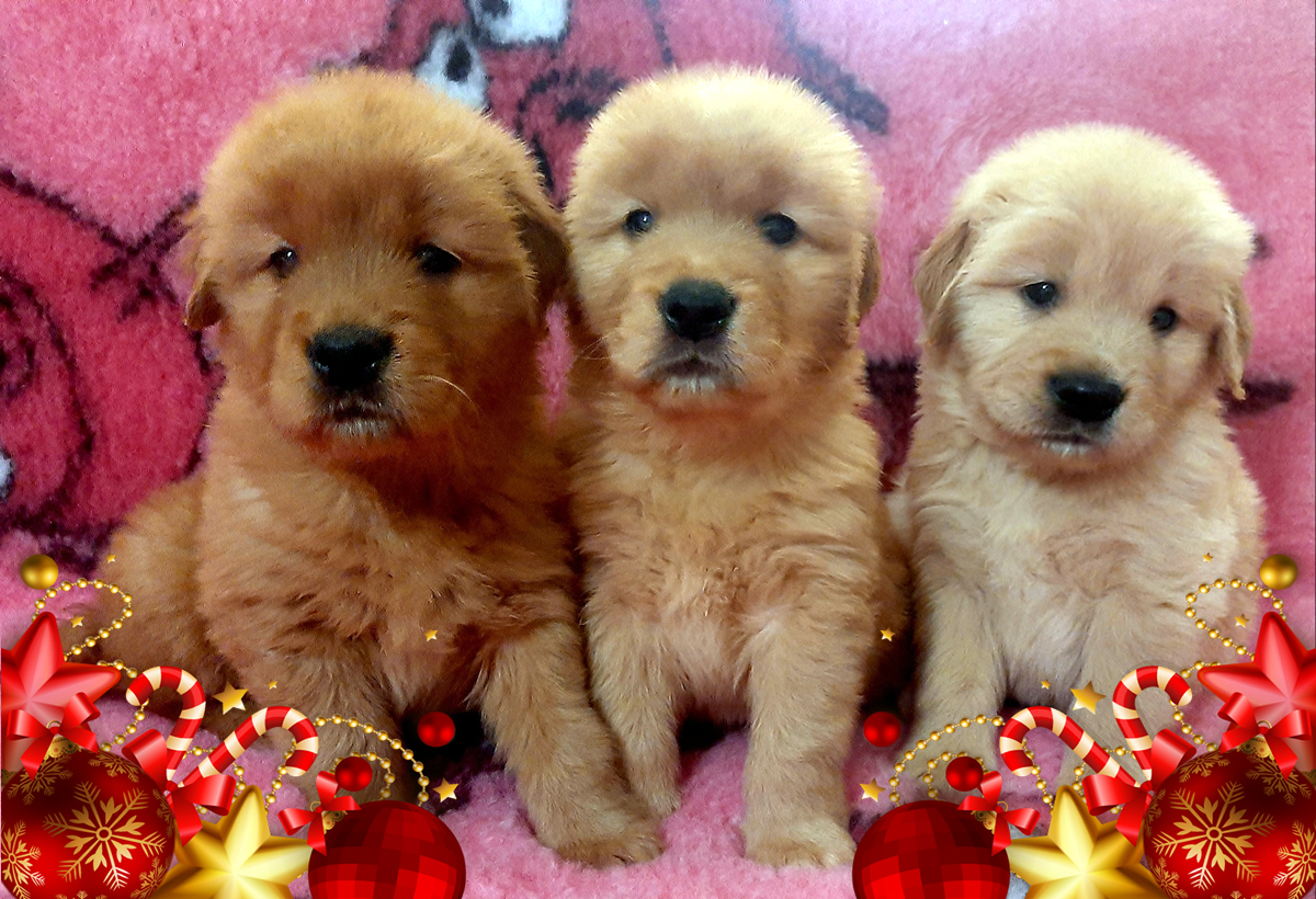 Cuccioli Golden Retriever di linea Americana Dicembre 2023